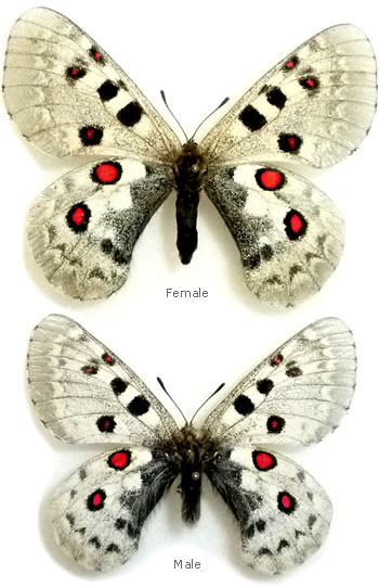 Parnassius tianschanicus 