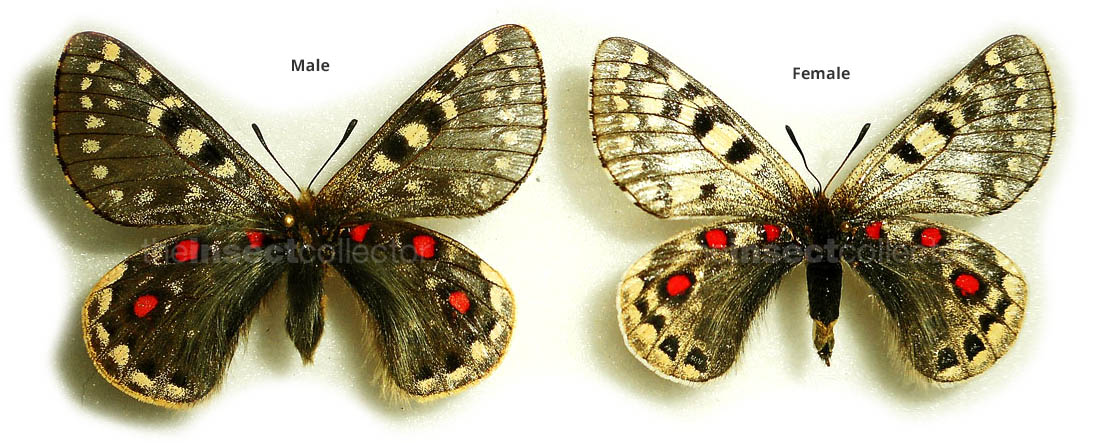 Parnassius acco