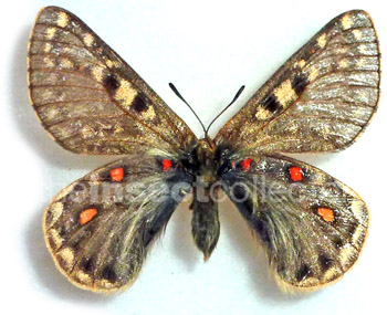 Parnassius acco