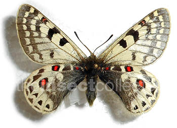 Parnassius acco