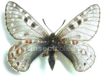 Parnassius acco