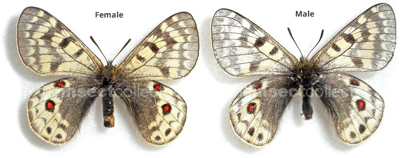 Parnassius acdestis