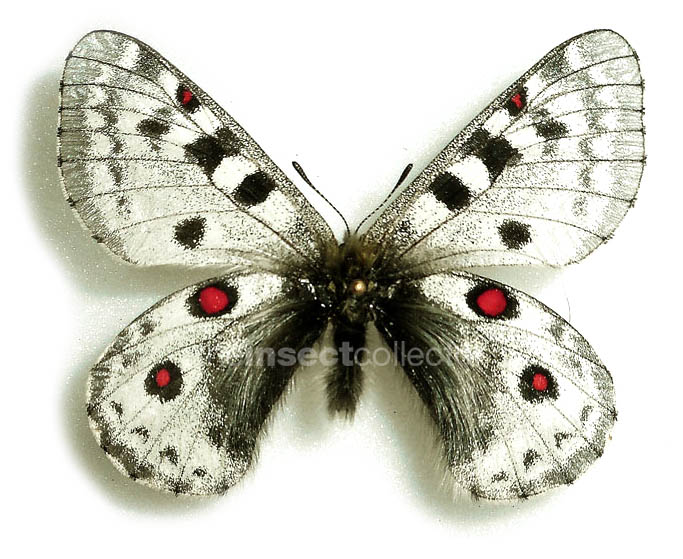 Parnassius actius 