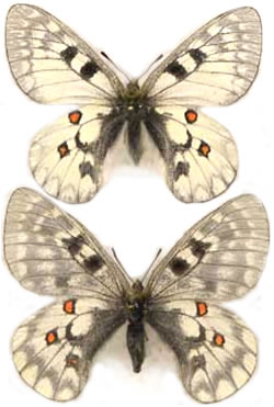 Parnassius ariadne 