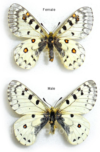 Parnassius behrii 