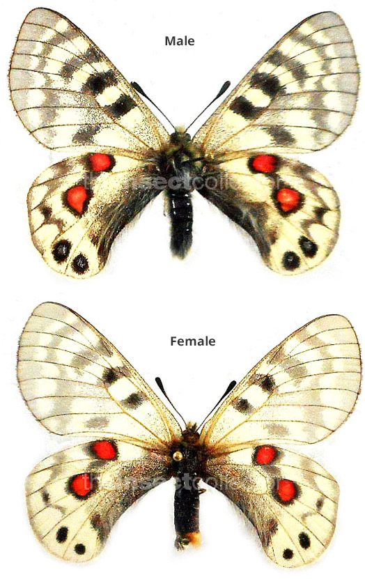 Parnassius cardinal 