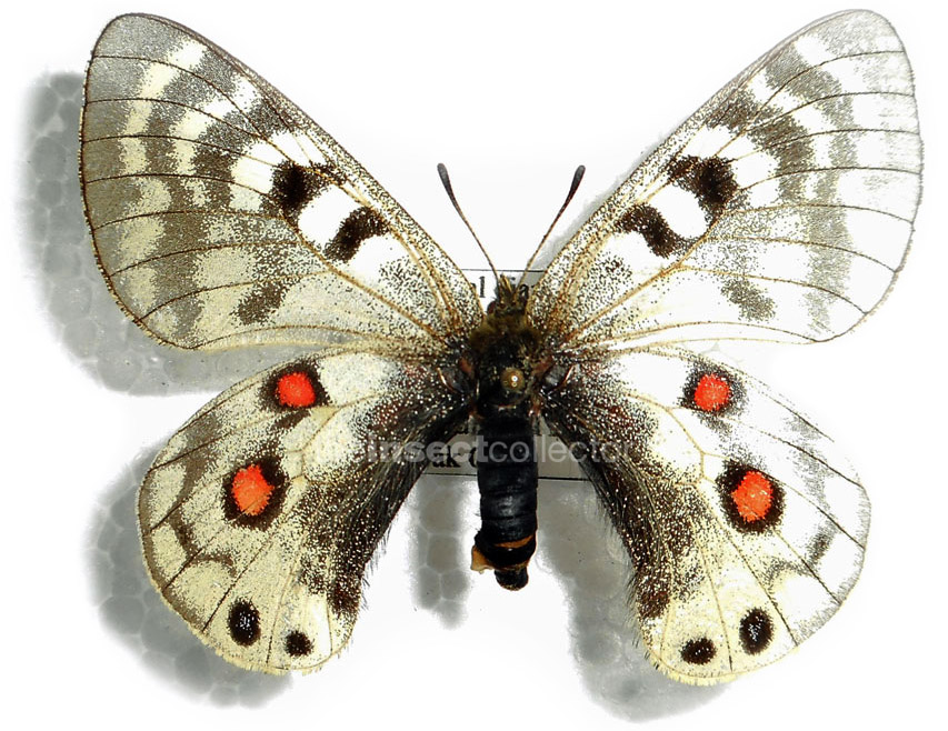 Parnassius cardinal  