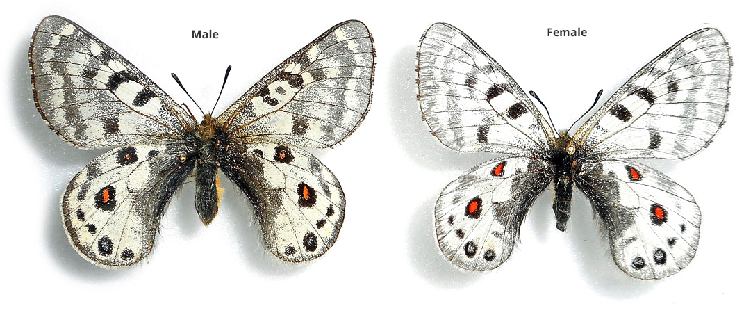 Parnassius cephalus