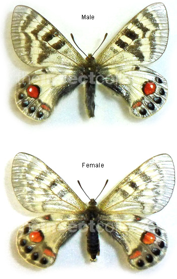 Parnassius charltonius