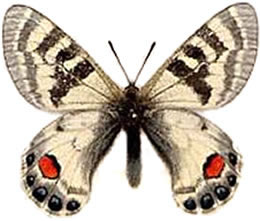 Parnassius charltonius