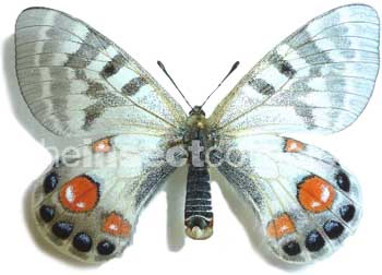 Parnassius charltonius