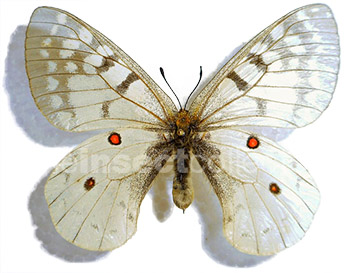 Parnassius clodius 