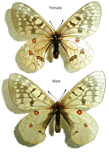 Parnassius clodius 