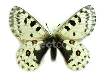 Parnassius epaphus