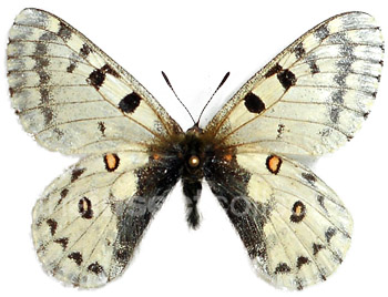 Parnassius epaphus