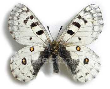 Parnassius epaphus