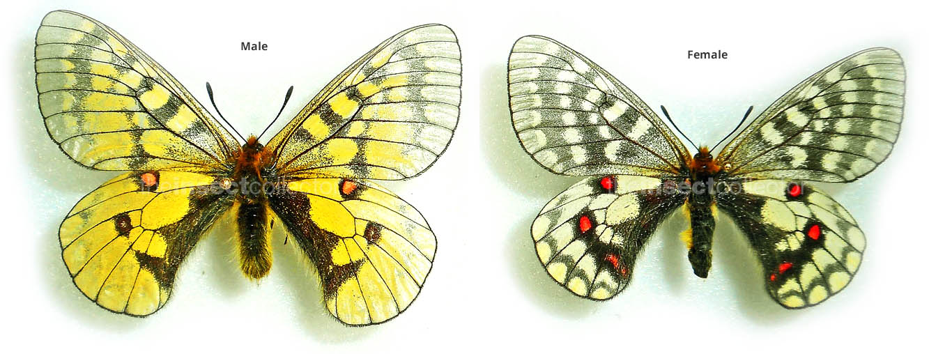 Parnassius eversmanni