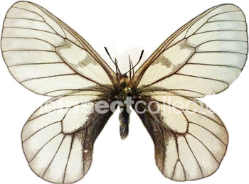 Parnassius glacialis