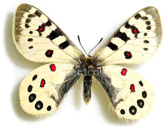 Parnassius hardwickii