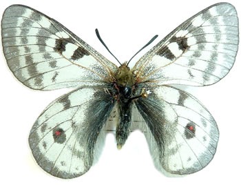 Parnassius hide