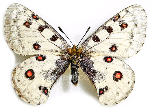 Parnassius honrathi