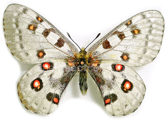 Parnassius honrathi