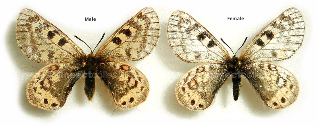 Parnassius huberi  