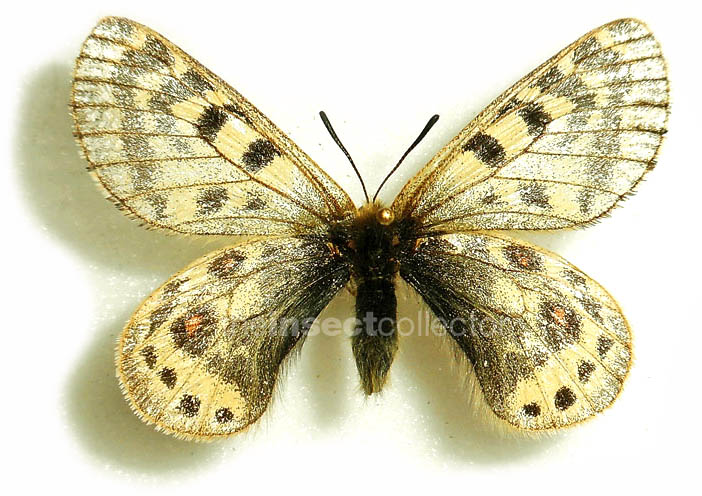 Parnassius huberi  