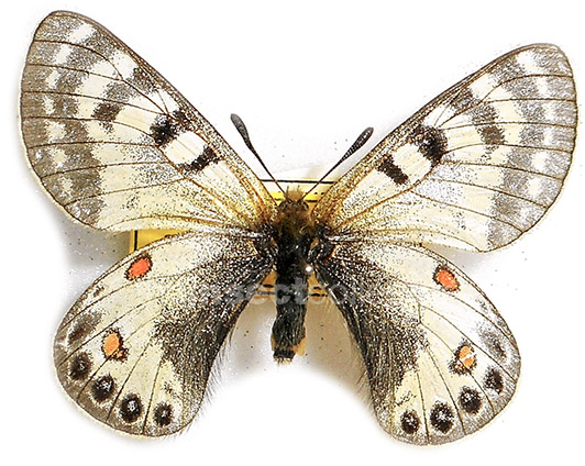 Parnassius kumanoensis 