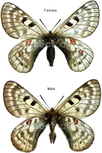 Parnassius labeyriei 