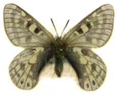 Parnassius labeyriei