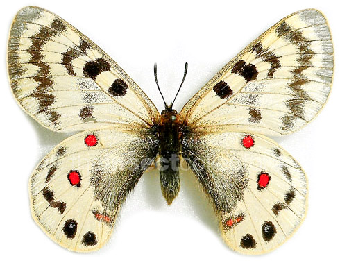 Parnassius maximinus