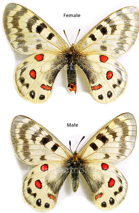 Parnassius maximinus