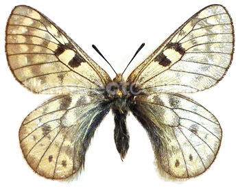 Parnassius nosei