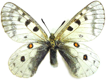 Parnassius rueckbeili