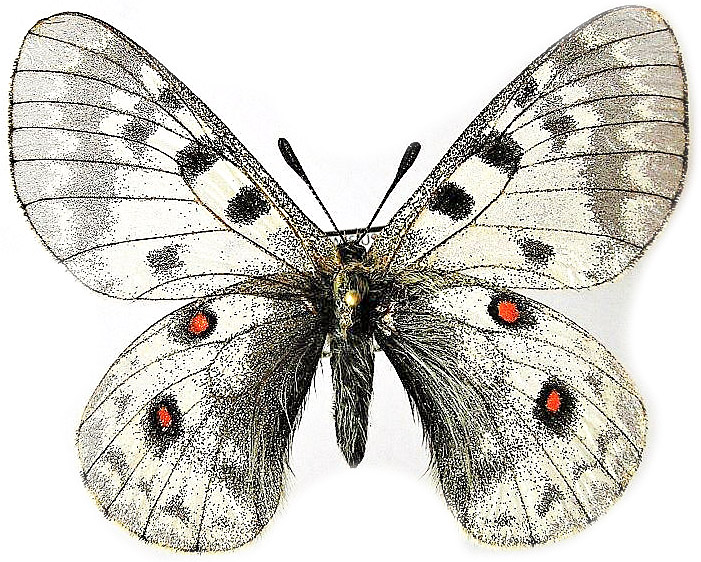 Parnassius rueckbeili