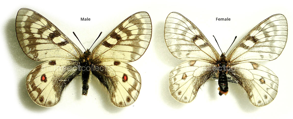 Parnassius ruth 