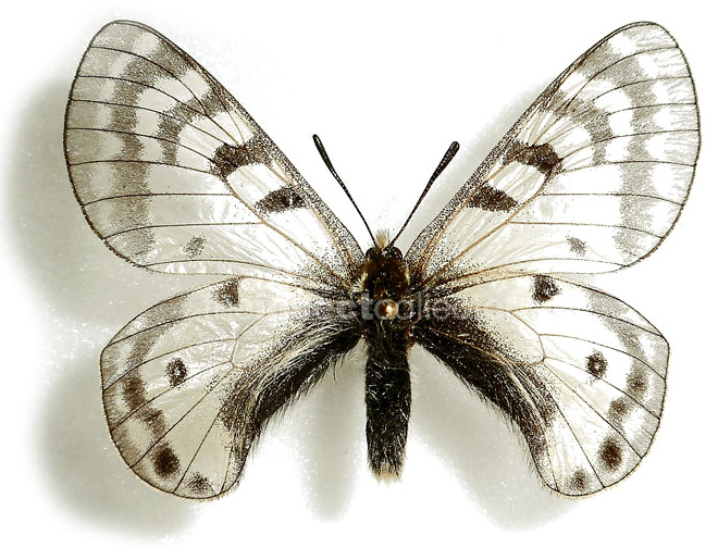 Parnassius ruth 