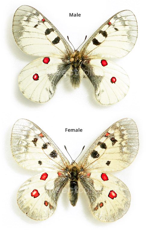 Parnassius sacerdos 