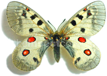 Parnassius sacerdos