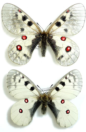 Parnassius sacerdos 