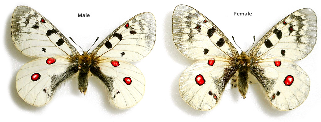 Parnassius (phoebus) sacerdos