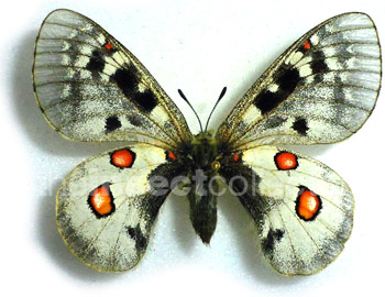 Parnassius sacerdos