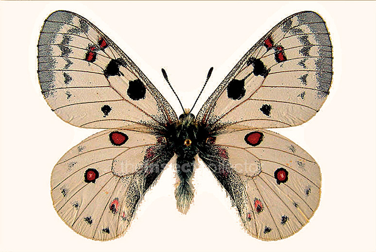 Parnassius smintheus 