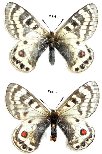 Parnassius stenosemus 