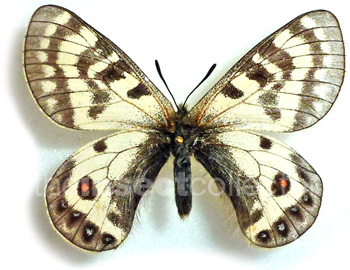 Parnassius stenosemus