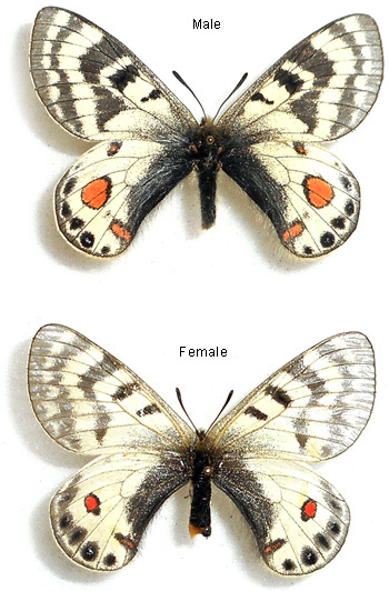 Parnassius stenosemus 