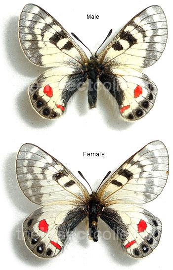 Parnassius stoliczkanus