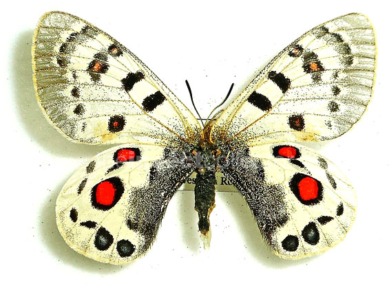 Parnassius szechenyii