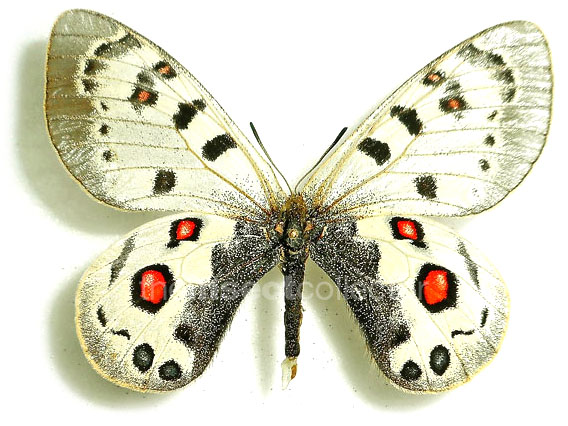 Parnassius szechenyii